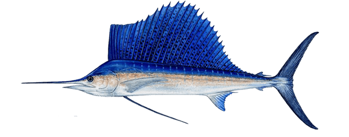 Sailfish (Istiophorus platypterus) 