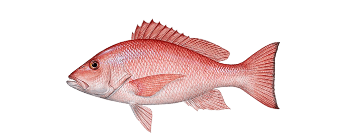 Miami-red-snapper-fishing