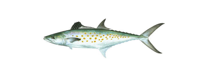 Miami-spanish-mackerel-fishing