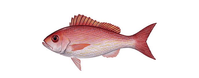 Miami-vermilion-snapper-fishing