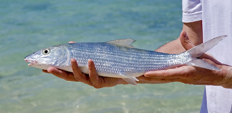 bonefish-fishing-in-Florida
