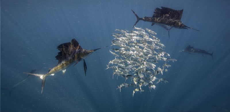 sailfish fishing charters