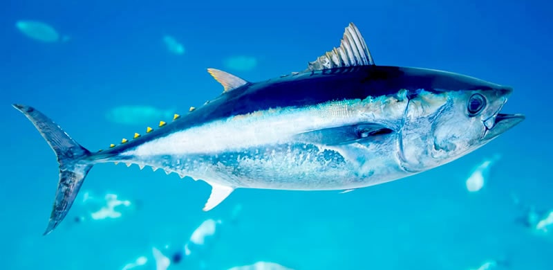 Atlantic-Bluefin-Tuna