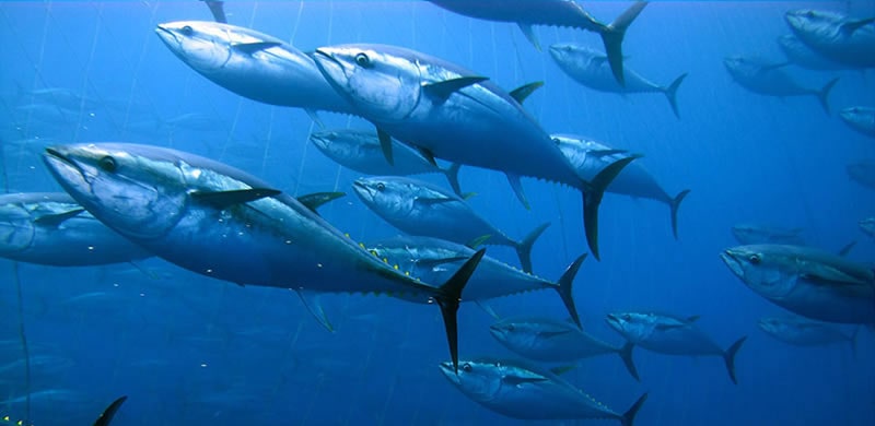 bluefin-tuna-fishing-charter-in-Miami-Florida